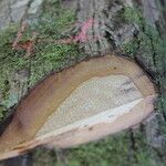 Terminalia superba Corteza