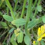 Genista sagittalis Hoja