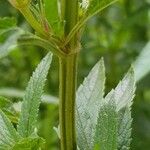 Salvia uliginosa Φλοιός