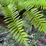 Cyathea borbonicaᱥᱟᱠᱟᱢ