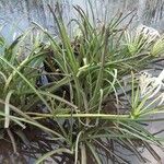 Crinum viviparum Leaf