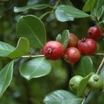 Psidium cattleyanum Плод