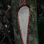 Pterocarpus soyauxii Kora