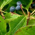 Nyssa sylvatica Fruit