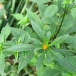 Bidens frondosa 花