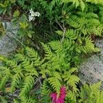 Gymnocarpium dryopteris Blatt