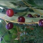 Prunus serotina Fruit