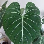 Philodendron gloriosum List