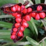 Iris foetidissima Fruit