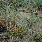 Carex pumila Costuma