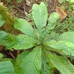 Cleidion macrophyllum Leaf