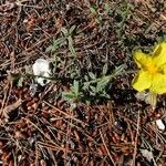 Helianthemum hirtum Habitus