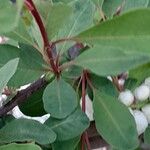 Exochorda × macrantha Leaf