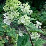 Hydrangea paniculata Flower