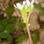 Saxifraga bulbifera خشب