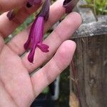 Salvia buchananii Kvet