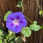 Ipomoea purpureaFleur