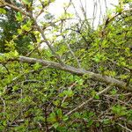 Cotoneaster adpressus Bark