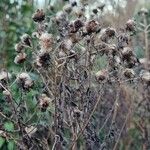 Erigeron acris Habitus