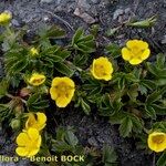 Potentilla brauneana Vekstform