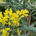 Acacia podalyriifolia Flower