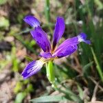 Iris spuria 花
