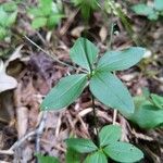 Galium circaezans Leaf