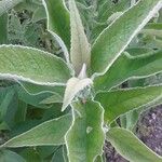 Buddleja stachyoides Yaprak