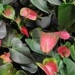 Anthurium andraeanum Συνήθη χαρακτηριστικά