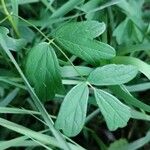 Thalictrum flavum Leaf