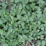 Calyptocarpus vialis Hoja