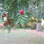 Taxus baccata Fruto