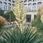 Yucca filamentosaFlower