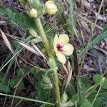 Verbascum blattaria Kukka