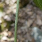 Melampyrum pratense പുറംതൊലി