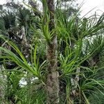 Tillandsia bulbosa Blad