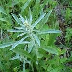 Omalotheca sylvatica Habit