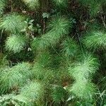 Equisetum sylvaticum Habitus