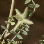 Astragalus stella Other