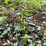 Lamium galeobdolonKukka