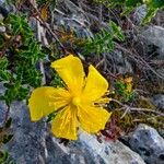 Hypericum balearicum Flor