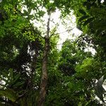Terminalia superba Hábito