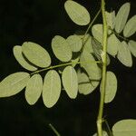 Indigofera trita Blatt