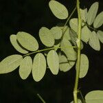 Indigofera trita Leaf