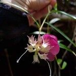 Cavendishia osaensis Flower