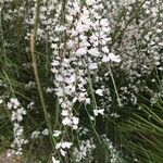 Retama raetam Fleur