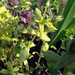 Cruciata glabra Hoja