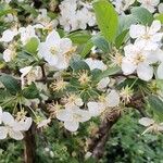 Malus spectabilis ফুল