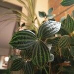 Peperomia quadrangularis Leht