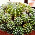 Echinopsis oxygona Συνήθη χαρακτηριστικά